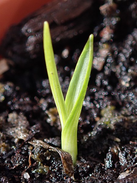 File:Anthericum liliago 2022-04-08 6098.jpg