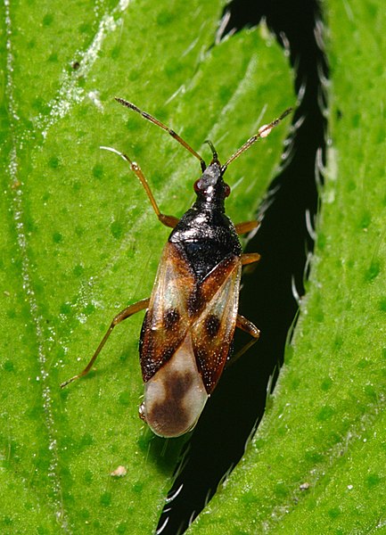 File:Anthocoris nemorum 8520818.jpg