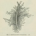 Antithamnionella sarniensis Lyle.jpg