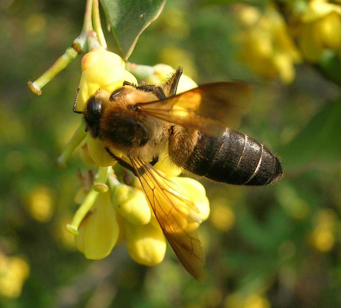 Apis laboriosa