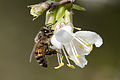 Honey bee (Apis mellifera). Çukurova University Campus, Adana, Turkey.