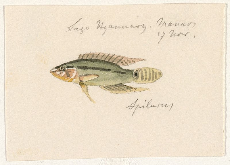 File:Apistogramma pertensis (Lake January, Brazil, 17 November 1865).jpg