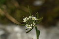 Arabidopsis thaliana PID1137-3.jpg