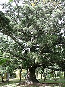 Individu planté au jardin botanique de Pample-mousses