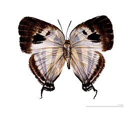 Arawacus aetolus