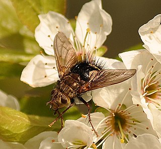 Archytas apicifer