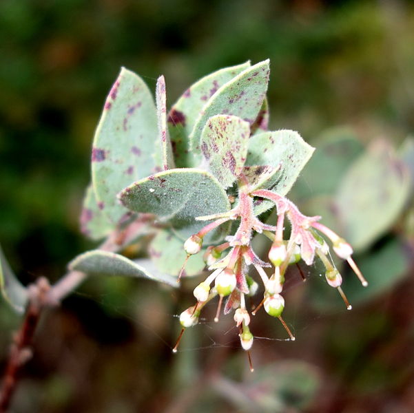 File:Arctostaphylos gabilanensis - Regional Parks Botanic Garden, Berkeley, CA - DSC04570.JPG