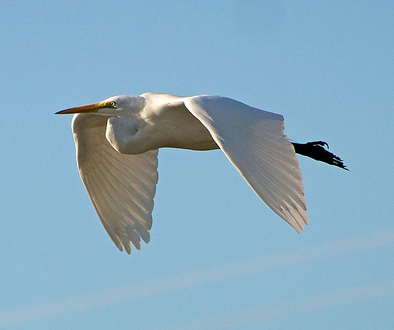 Intermediate Egret, Birds Wiki