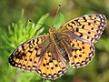 Argynnis aglaja (Linnaeus, 1758)