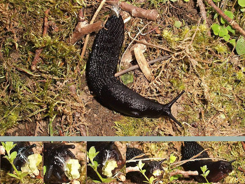 File:Arion ater black eating.jpg