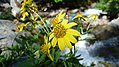 Arnica amplexicaulis