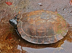 Asian leaf turtle (Cyclemys dentata) (6707223935).jpg