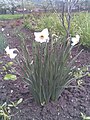 Fehér nárciszok (Narcissus poeticus)