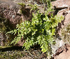 A. adiantum-nigrum