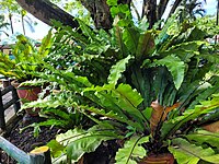 Asplenium_nidus_-_Bird's_Nest_Fern