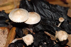 A. parasitica.