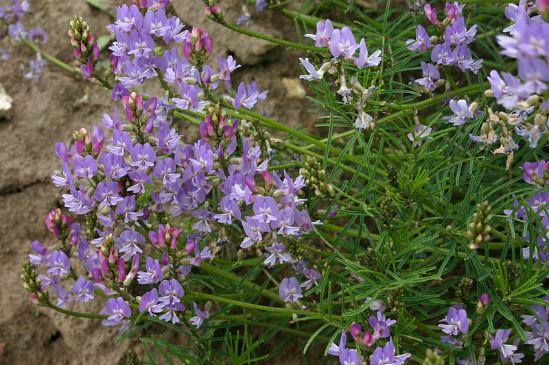 File:Astragalus austriacus (Österreich-Tragant) IMG 9358.JPG