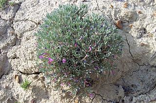 <i>Astragalus barrii</i> Species of legume