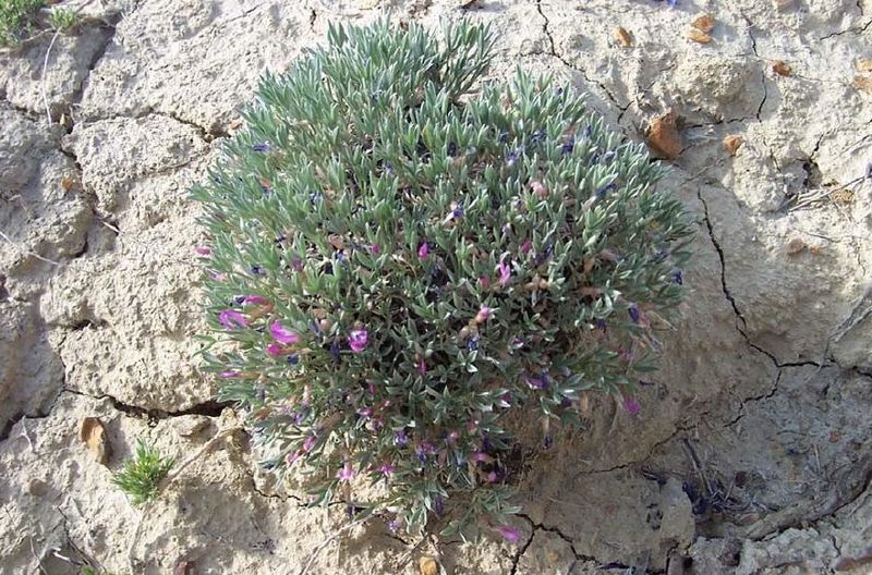 File:Astragalus barrii.jpg