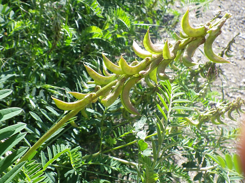 File:Astragalus falcatus (7441409300).jpg