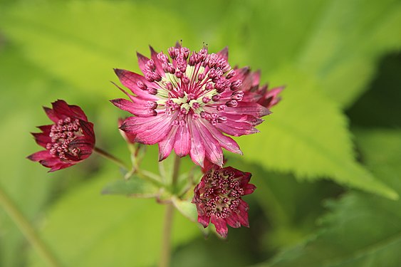 Astrantia major 'Ruby Cloud'