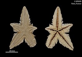 Astropecten regalis