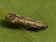 Tetrapunktella sportchilari (26012922397) .jpg