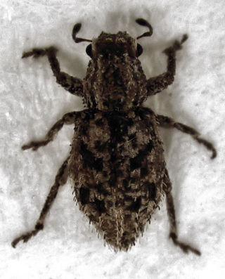 <i>Atrichonotus</i> Genus of beetles