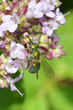 Augochlorella aurata