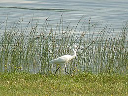 Aigrette près de l'étang d'Aureilhan, constitutif du site Natura 2000 « Zones humides de l'arrière-dune du pays de Born ».