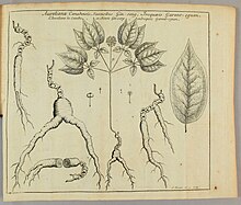 Aureliana canadensis, a synonym for Panax quinquefolius, illustrated by Joseph-Francois Lafitau in 1718 Aureliana canadensis Joseph-Francois Lafitau 1718.jpg