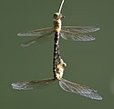 Austrogomphus mjobergi 6952.jpg