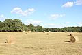 * Nomination Some straw bales in Autrèche (Touraine, France) --GrandCelinien 10:34, 21 August 2018 (UTC) * Promotion The light is a bit bright but generally OK for QI. --Peulle 14:46, 21 August 2018 (UTC)