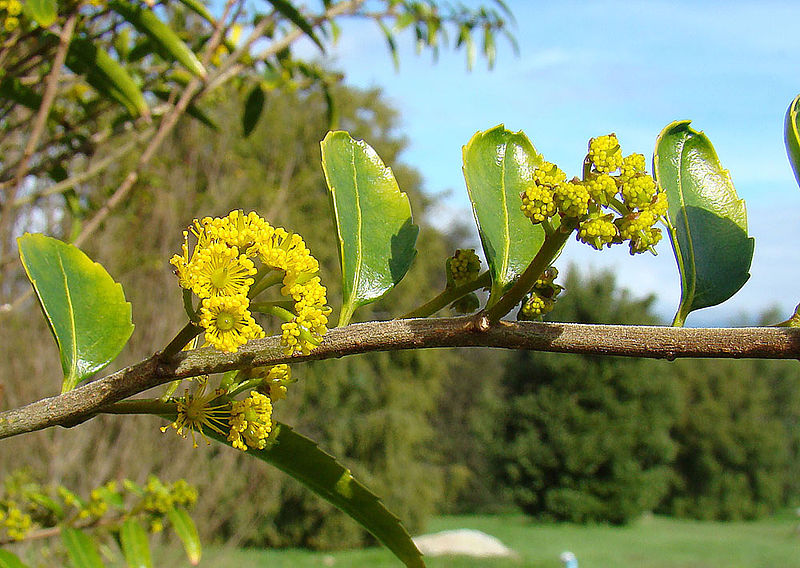 File:Azara dentata (8644817094).jpg