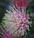 Thumbnail for Banksia cuneata