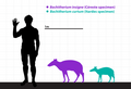 Bachitherium chart