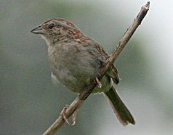 Bachmanssparrow.jpg