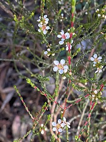 Baeckea brevifolia.jpg