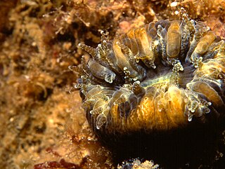 Balanophyllia europaea Species of coral