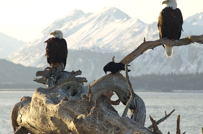 File:Bald Eagle Alaska (18).jpg