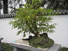 Bamboo penjing in Chengdu, China Bamboo bonsai Chengdu.jpg