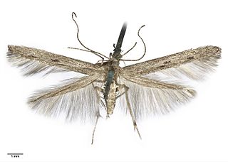 <i>Batrachedra astricta</i> Moth species in family Batrachedridae