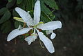 Bauhinia forficata flower.jpg
