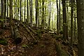 Bayerischer Wald Großer Rachel, Wald zwischen Gfäll und Rachelsee 4.jpg