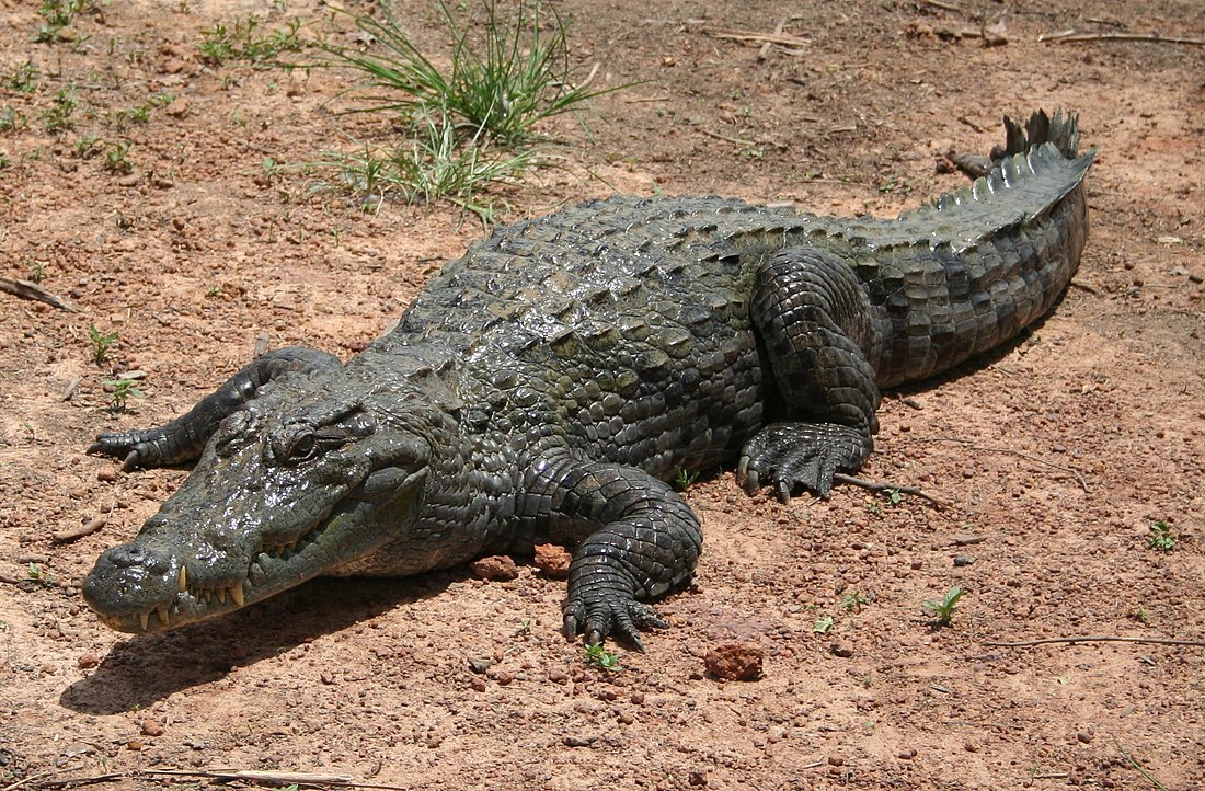 Crocodylus suchus