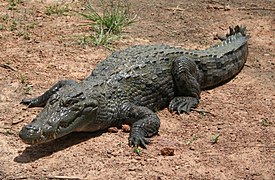 Crocodylus suchus.