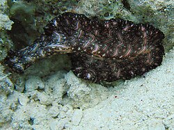 platyhelminthes platyzoa