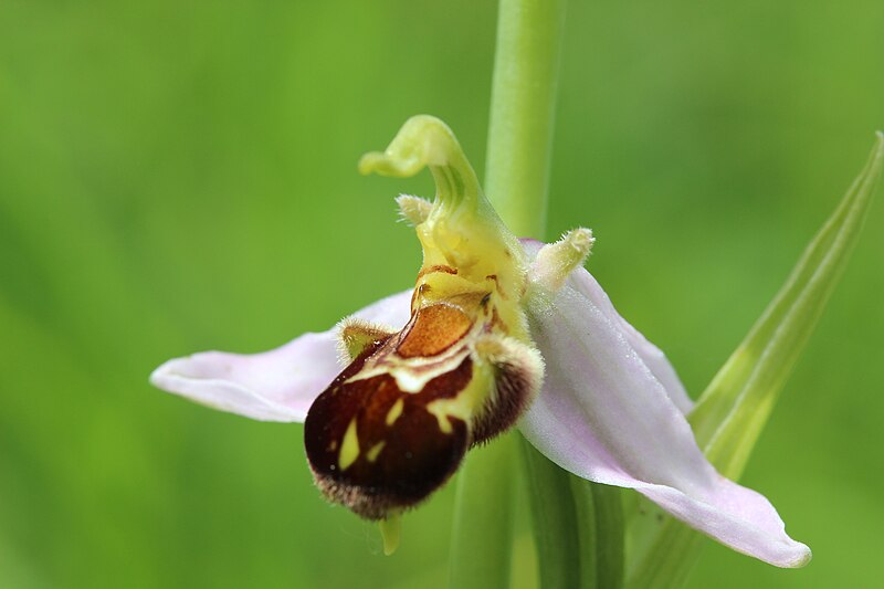 File:Bee Orchid - Ophrys apifera - panoramio (67).jpg