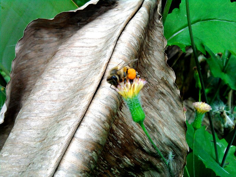 File:Bee at Caracas, Venezuela (2).jpg