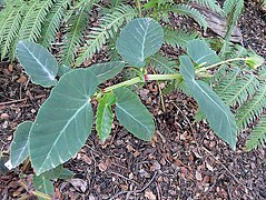 Begonia arter - frwiki.wiki